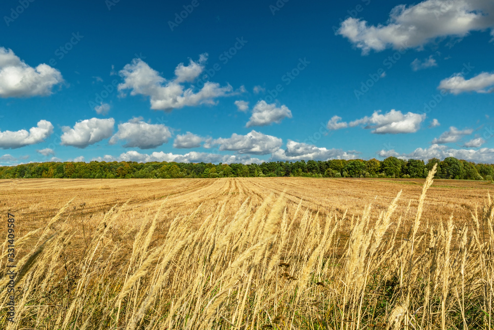 Beautiful landscape with agricultural field with collected cereal harvest, blue sky with clouds above.