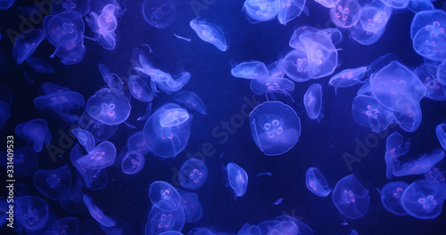 Jelly fish swim inside water tank