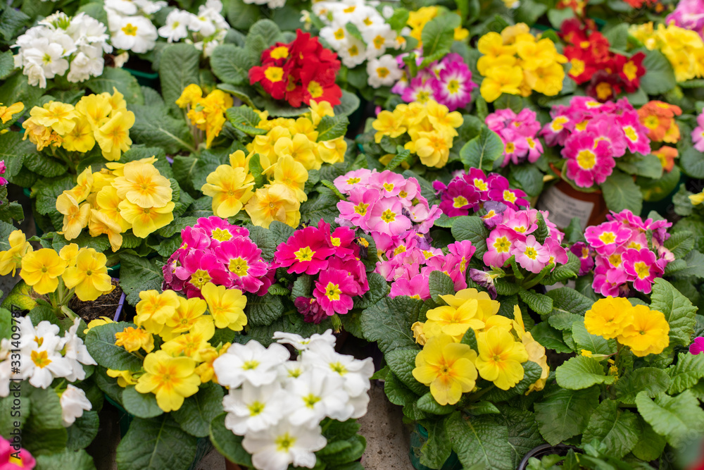 Set Primula primrose blossom top view. Red yellow cultivated flower blooming. Primula primrose colorful background backdrop flower shop