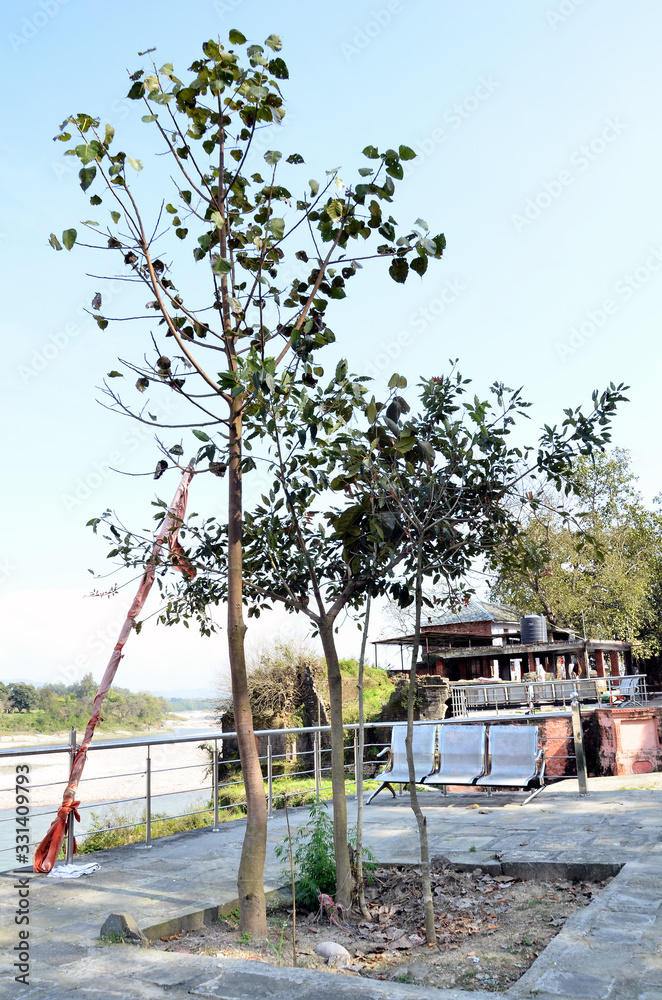 Ficus Religiosa Tree At Kaleshwar Mahadev Hamirpur Himachal Pradesh India Ficus Religiosa Tree At Kaleshwar Mahadev Hamirpur Himachal Pradesh India