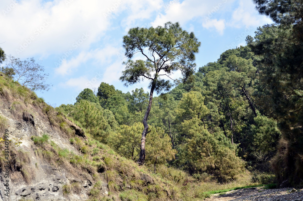 Pine Tree in Shoreline of Amb River Himachal Pradesh India