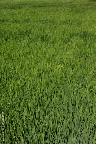 Rice paddy Camana Peru. Rice field. Farming