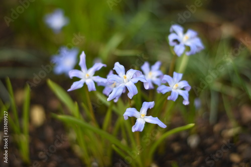 Blühende Sternhyazinthen (Chionodoxa) photo