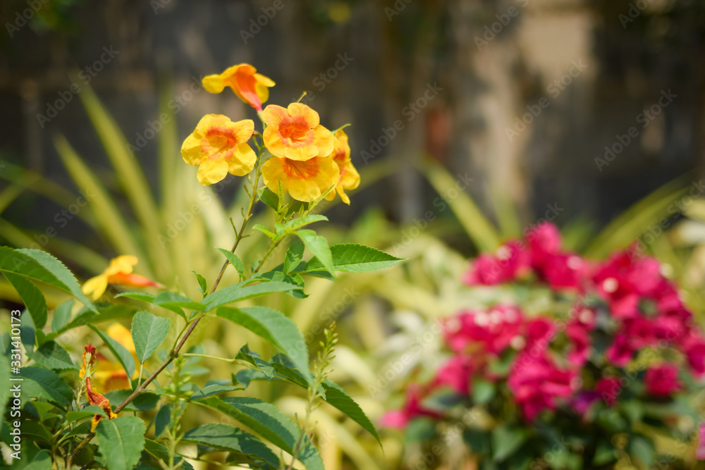 beautiful yellow and red flower beautiful yellow and red flower