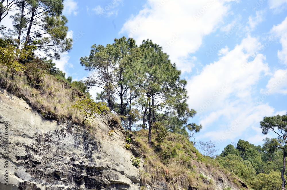 Twp Pine Trees in Shoreline of Amb River Himachal Pradesh India