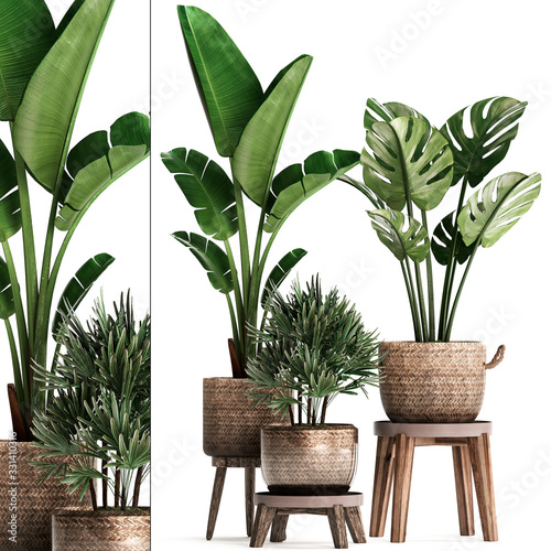 tropical plants in white pots on a white background