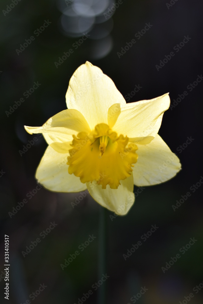 Narzisse (Narcissus)