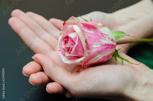 Fototapeta Naklejka Na Ścianę i Meble -  Beautiful white and pink rose in women's hands close-up on a black background