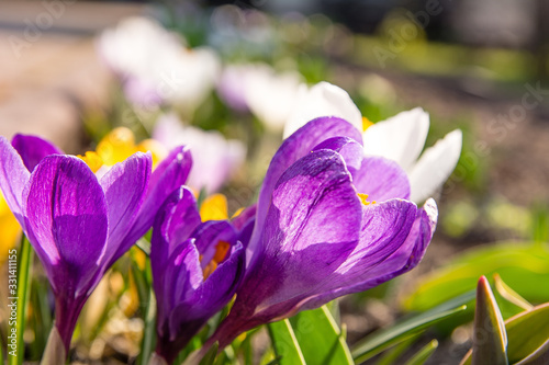 Obraz na płótnie Beautiful crocuses in the garden w salonie