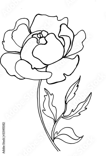 Beautiful peony flower hand drawing line art nature tattoo petal design pion plant illustration romantic sketch spring summer vector leaf floral garden graphic decoration botanical