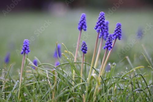 Armenische Traubenhyazinthen (Muscari armeniacum) photo