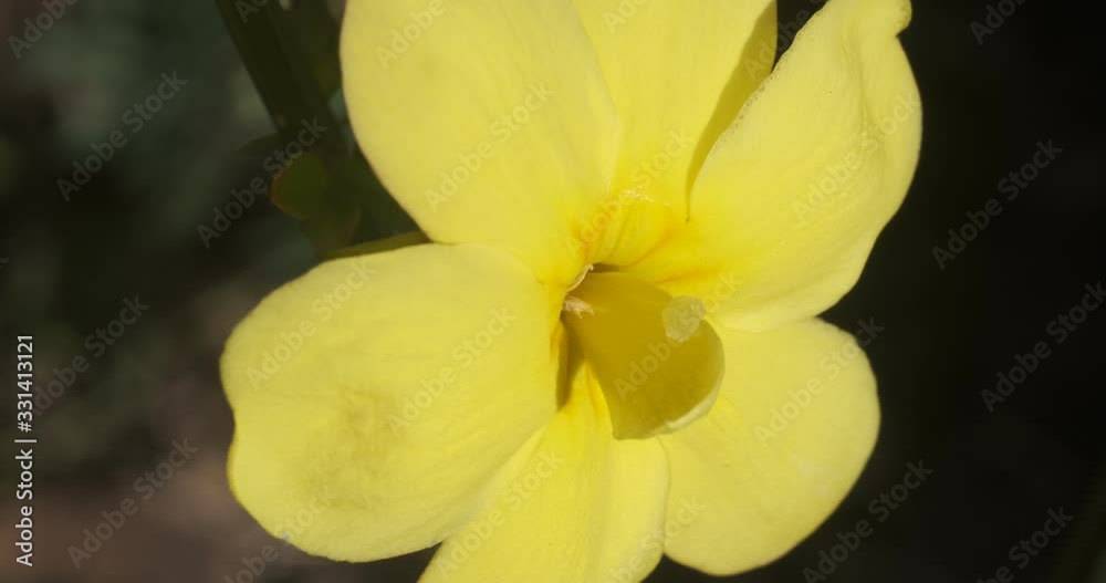 Yellow flower of winter jasmine. Macro photography of the petals of the winter flowering. Climbing plant. Yellow flower of winter jasmine. Macro photography of the petals of the winter flowering. Climbing plant.