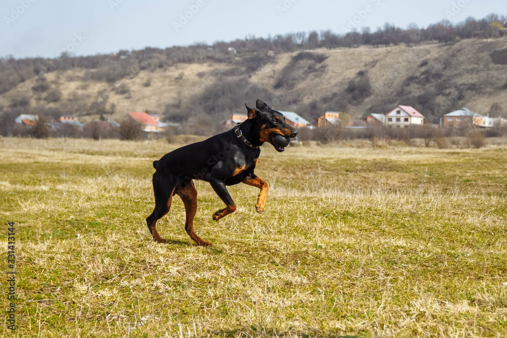 A young black Doberman runs across a field in the village with a ball in his teeth