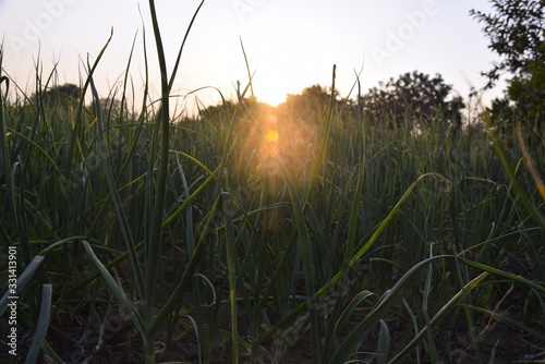 Garlic plants in the field, beautiful evening view, beautiful sunset