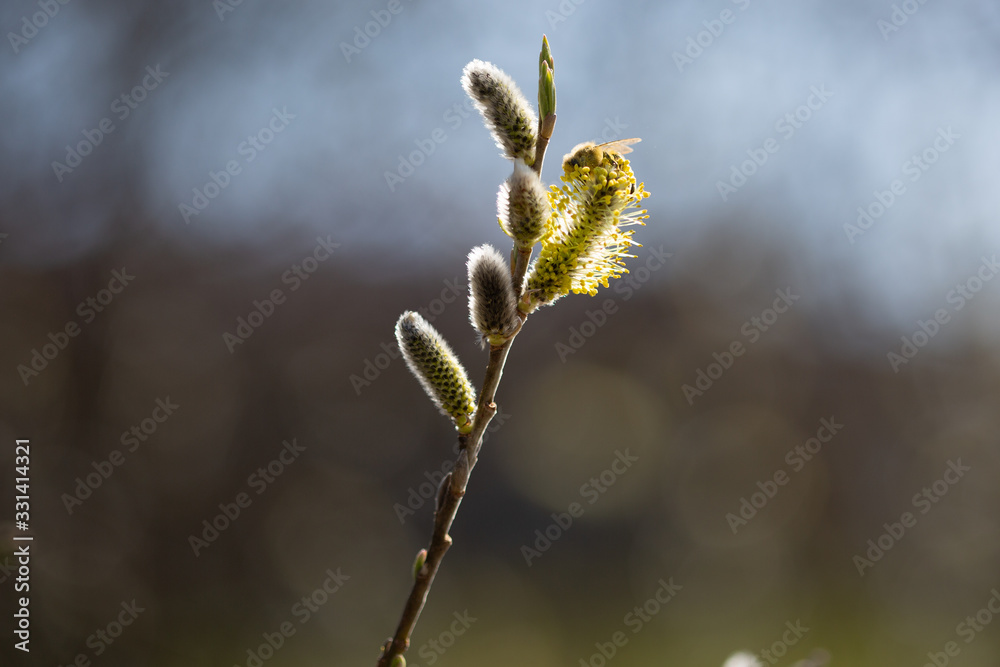 Wespe auf Sal-Weide, Palmkätzchen im Frühling Wespe auf Sal-Weide, Palmkätzchen im Frühling