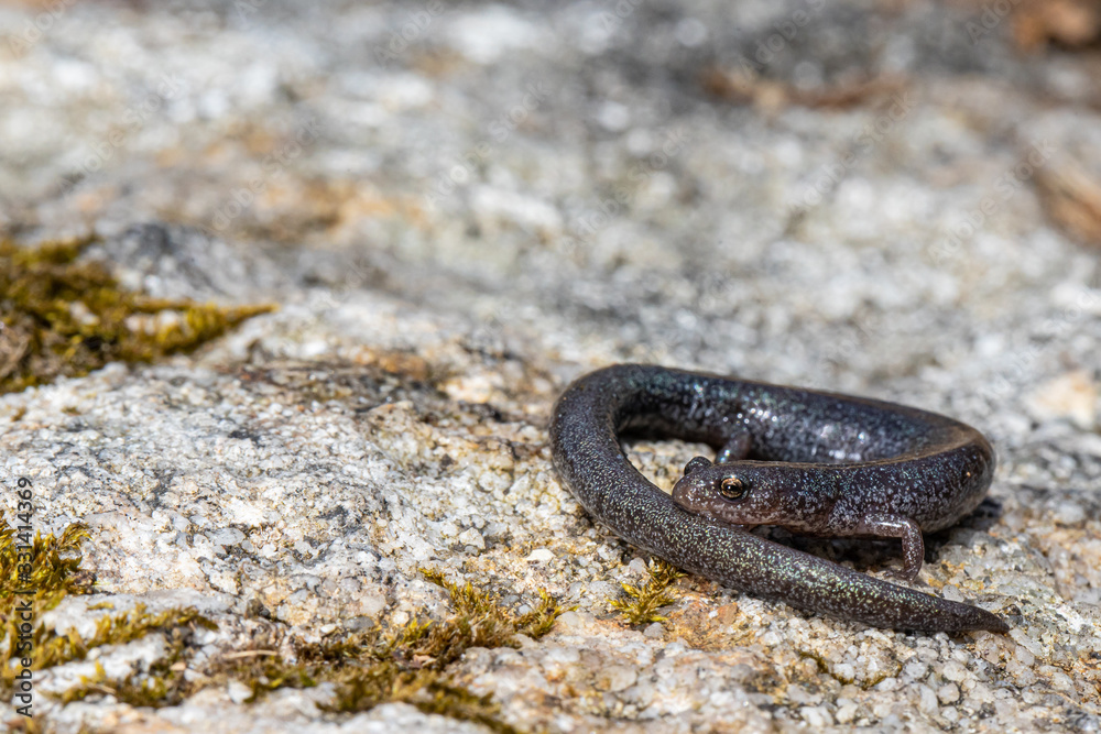Fototapeta premium Leadback phase of the redback salamander - Plethodon cinereus