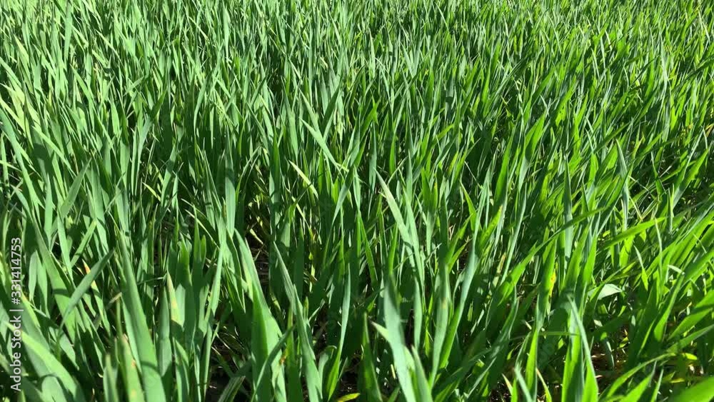 Green field of young wheat. Spring coming to land. Young green wheat growing in soil. Green sprouts of wheat in field. Wheat seedlings growing in meadow. Green field of young wheat. Spring coming to land. Young green wheat growing in soil. Green sprouts of wheat in field. Wheat seedlings growing in meadow.