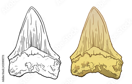 Shark megalodon tooth. Sea Life Hand Drawn line and colour Illustration. Isolated on white backgroung. Archeological discovery, paleontology symbol