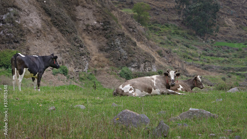 Canta Andes Peru. Cows