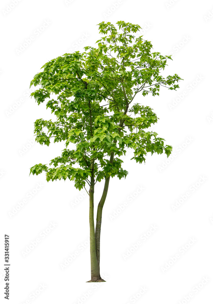 Fototapeta premium Single green tree isolated, an evergreen leaves plant di cut on white background with clipping path