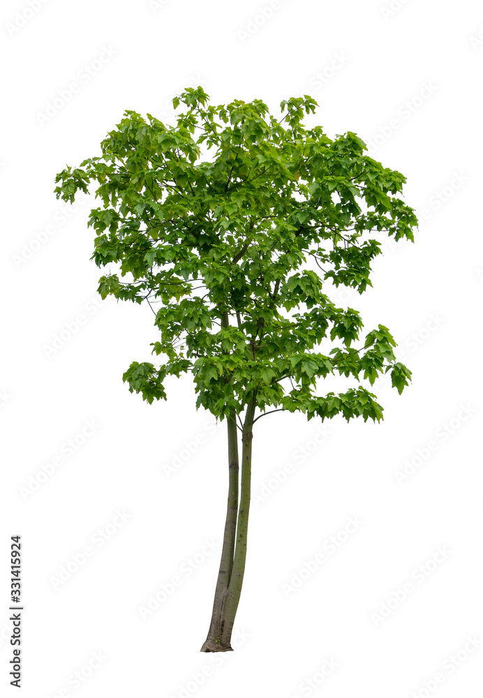 Fototapeta premium Single green tree isolated, an evergreen leaves plant di cut on white background with clipping path
