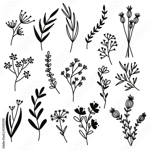 Flowers from the field. Vector illustration on a white background.