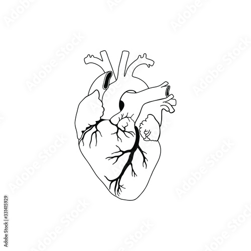 Vector, anatomical heart. Realistic Heart icon isolated on white background. Vector medical heart logo. 