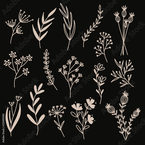 Flowers from the field. Vector illustration.