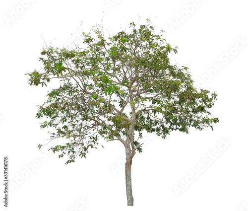 Single green tree isolated,  an evergreen leaves plant di cut on white background with clipping path