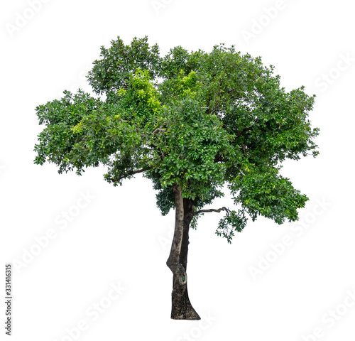 Single green tree isolated,  an evergreen leaves plant di cut on white background with clipping path