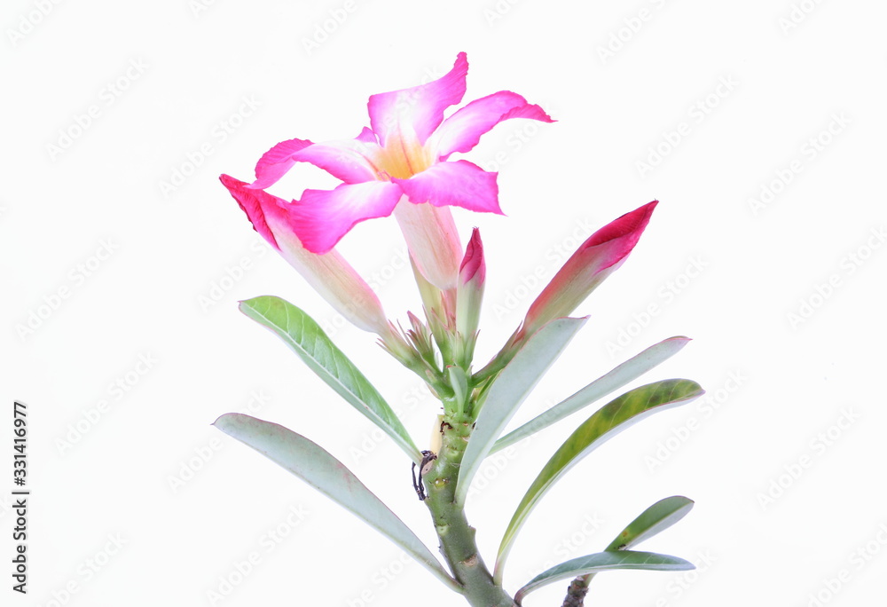 Impala Lily, Desert Rose, Mock Azalea, Pinkbignonia, Adenium