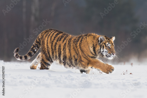 Young Siberian tiger enjoying a run through fresh snow on a sunny day. Amazing and beautiful creature, dangerous yet endangered.