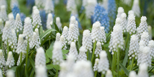 delicate white and blue muscari flowers blooming in the summer field