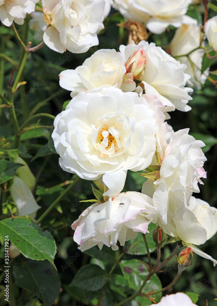 White roses in an English garden, Derbyshire