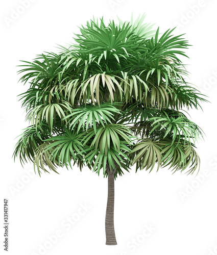 thatch palm tree isolated on white background