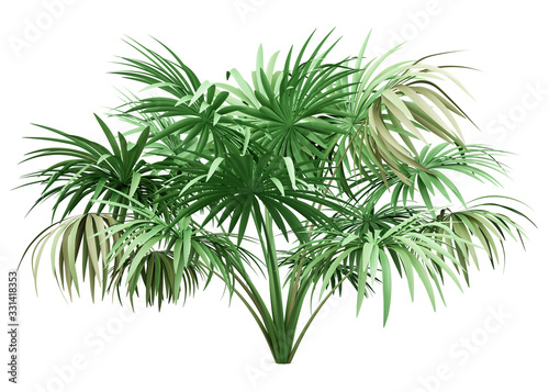 thatch palm tree isolated on white background © Tiler84