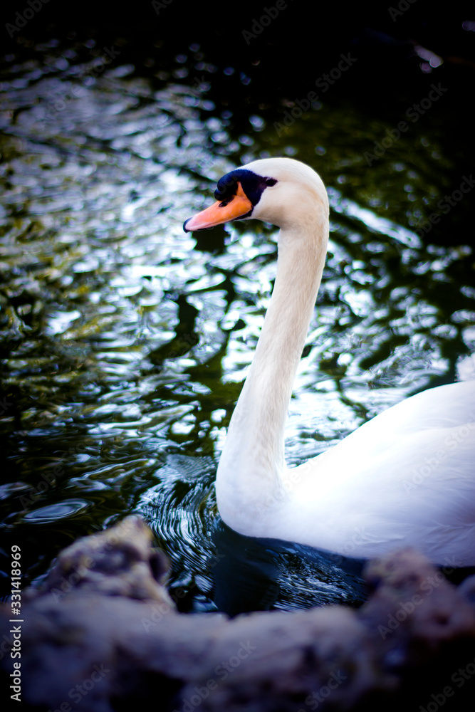 Obraz premium Beautiful white swan on a lake