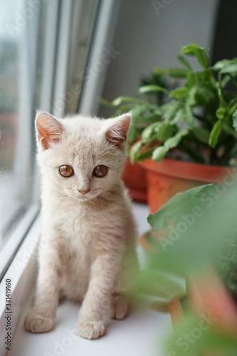 Fototapeta Naklejka Na Ścianę i Meble -  British white kitten sits on a window