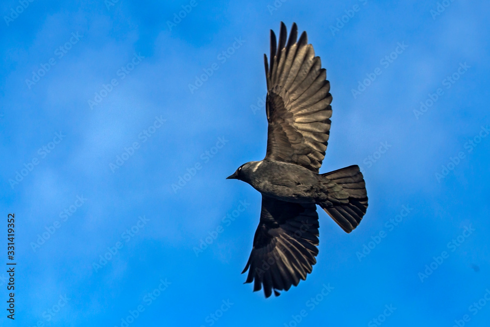 Fototapeta premium Jackdaw (Coloeus monedula) flying on the blue sky.