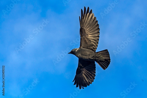 Jackdaw (Coloeus monedula) flying on the blue sky.