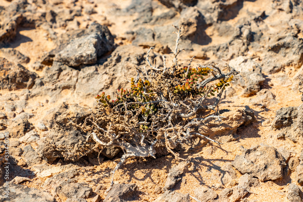 Stone desert jiddat al Harasis along the coastal road to Salalah in Oman