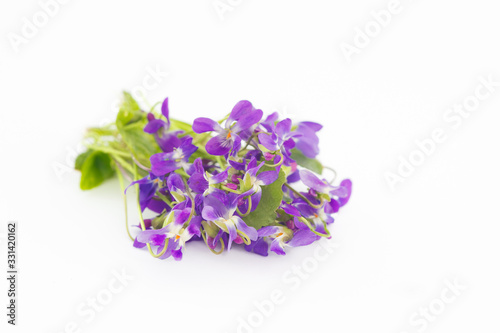 Violet flowers. Spring violet flowers  closeup