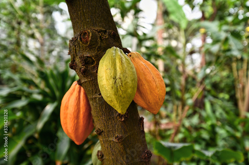 'Theobroma Cacao' cocoa plant tree with huge yellow and green cocoa beans used for production of chocolate photo