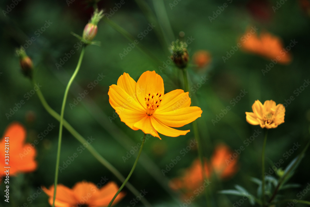 An Orange cosmos flower in a field other flowers and buds in the background. Also known as Cosmos sulphureus. An Orange cosmos flower in a field other flowers and buds in the background. Also known as Cosmos sulphureus.