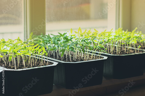Seedling tomato in black boxes on the windowsill. Close up, space for text