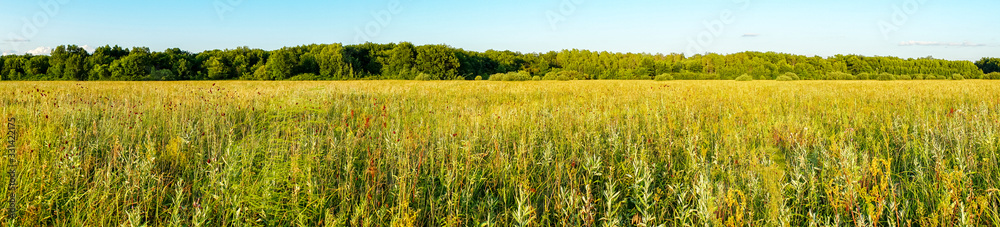 Panorama of a Large green meadow in front of forest