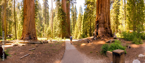girl hiking in sequoia national park in summer