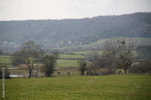 Meuse landscape during spring time with wild horses 