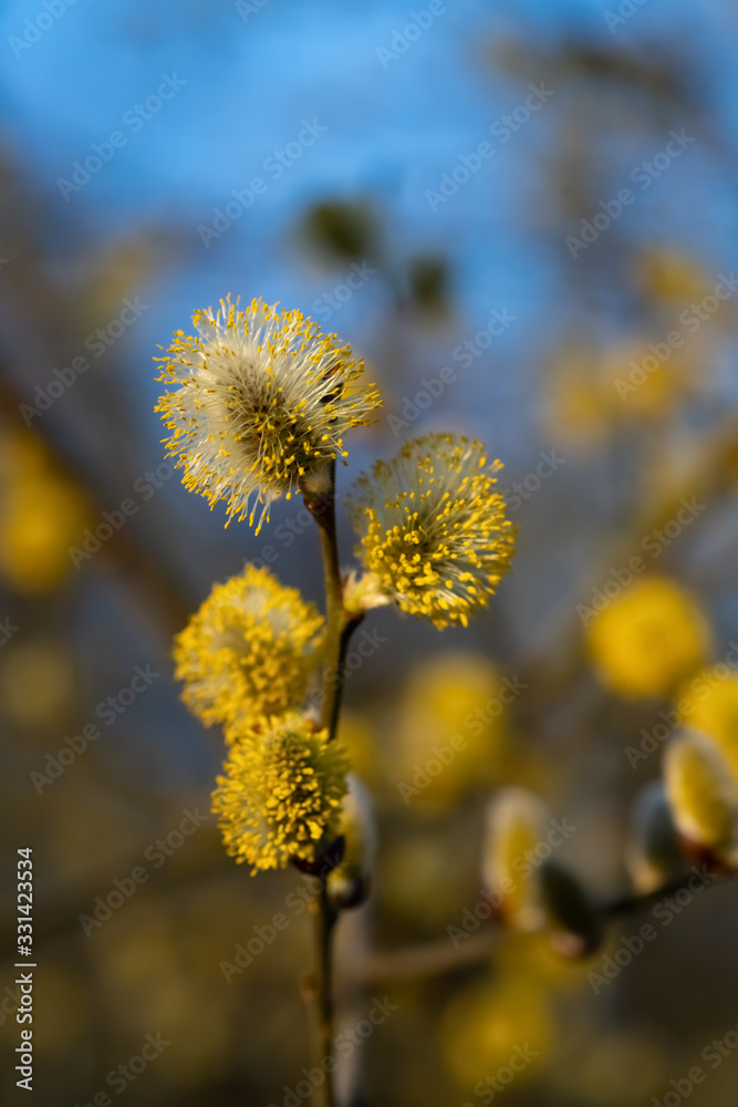 Fototapeta premium Weidekätzchen Salix Laubgehölz Strauch diözisch Allergie Pollen Frühblüher Ast Blüte Nektar Bienen Staubbeutel gelb Fäden Insekten Sauerland Deutschland Makro Nahaufnahme Sonne Abendlicht Ostern Zweig