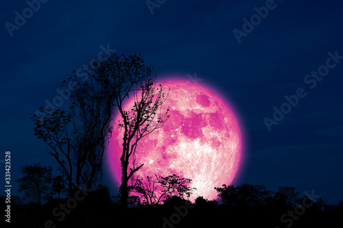Full Crust pink Moon and silhouette tree in the field and night sky photo
